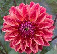 1 หัว /ชุุด เหง้า ต้นรักเร่ Dahlia Bulb สายพันธุ์ All That Jazz สีแดง หัวรักเร่ ดอกไม้ ดอกรักเร่ รักแรกพบ เฟิร์สเลิฟ ดอกไม้นำเข้า พร้อมให้ดอก