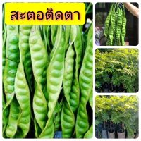 สะตอติดตา สูง 40-50 ซม.