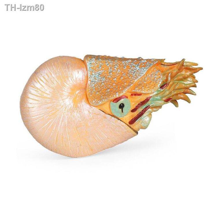 ของขวัญ-simulation-model-of-marine-animal-toys-children-ancient-biological-nautilus-conch-aquarium-scenes-furnishing-articles