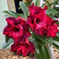 4 เมล็ด เมล็ดพันธุ์ ชวนชม สายพันธุ์ Briar Rose สีแดง ออกดอกทั้งปี กุหลาบทะเลทราย Desert Rose Adenium Flower Seeds ราชินีบอนไซ อัตราการงอก 80-90%