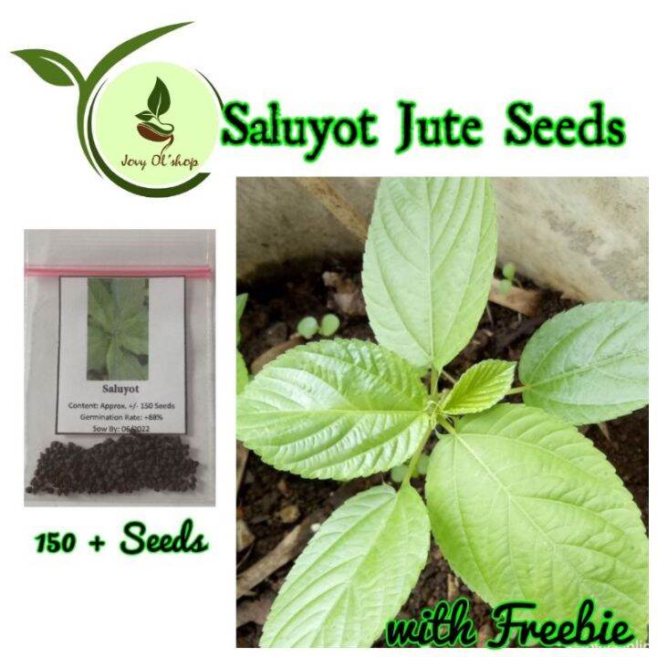 Saluyot Jute Seeds Lazada PH
