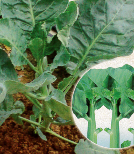 Benih Kai Lan Daun Kerinting Curly Leaf Chinese Kale Seeds