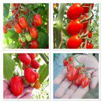 เมล็ดพันธุ์ มะเขือเทศ ดอลเซ่วีต้า (Dolce Vita Tomato F1 Seed) บรรจุ 10 เมล็ด  หวาน  ประมาณ  12-13  Brix