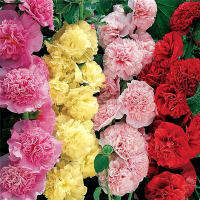 เมล็ดพันธุ์ ดอกโฮลลี่ฮ็อคซ้อน คละสี (Mixed Double Hollyhock Flower Seed) 40 เมล็ด คุณภาพดี ราคาถูก ของแท้