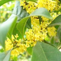 osmanthus เมล็ด คิม Yingui Osmanthus