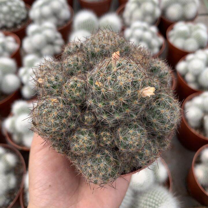 plants-center-พร้อมส่ง-songxia-กระบองเพชรไม้ลำ-แคคตัส-cactus-mammillaria-prohjera-seeding-ไม้ชำหน่อ-7-9cm