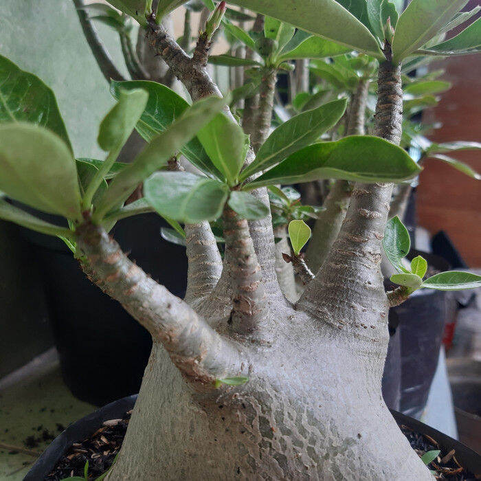 Tanaman Hias Adenium Arabicum Mkmk Size Polybag Uk 25Cm Kamboja Jepang