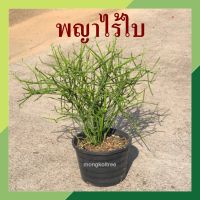 *10​ กิ่ง ​แถม​ 3* พญาไร้ใบ ต้นพญาไร้ใบ กิ่งละ 3 บาท (สั่งขั้นต่ำ 10 กิ่ง) ต้นไม้ฟอกอากาศ ต้นไม้มงคล ต้นเขากวาง