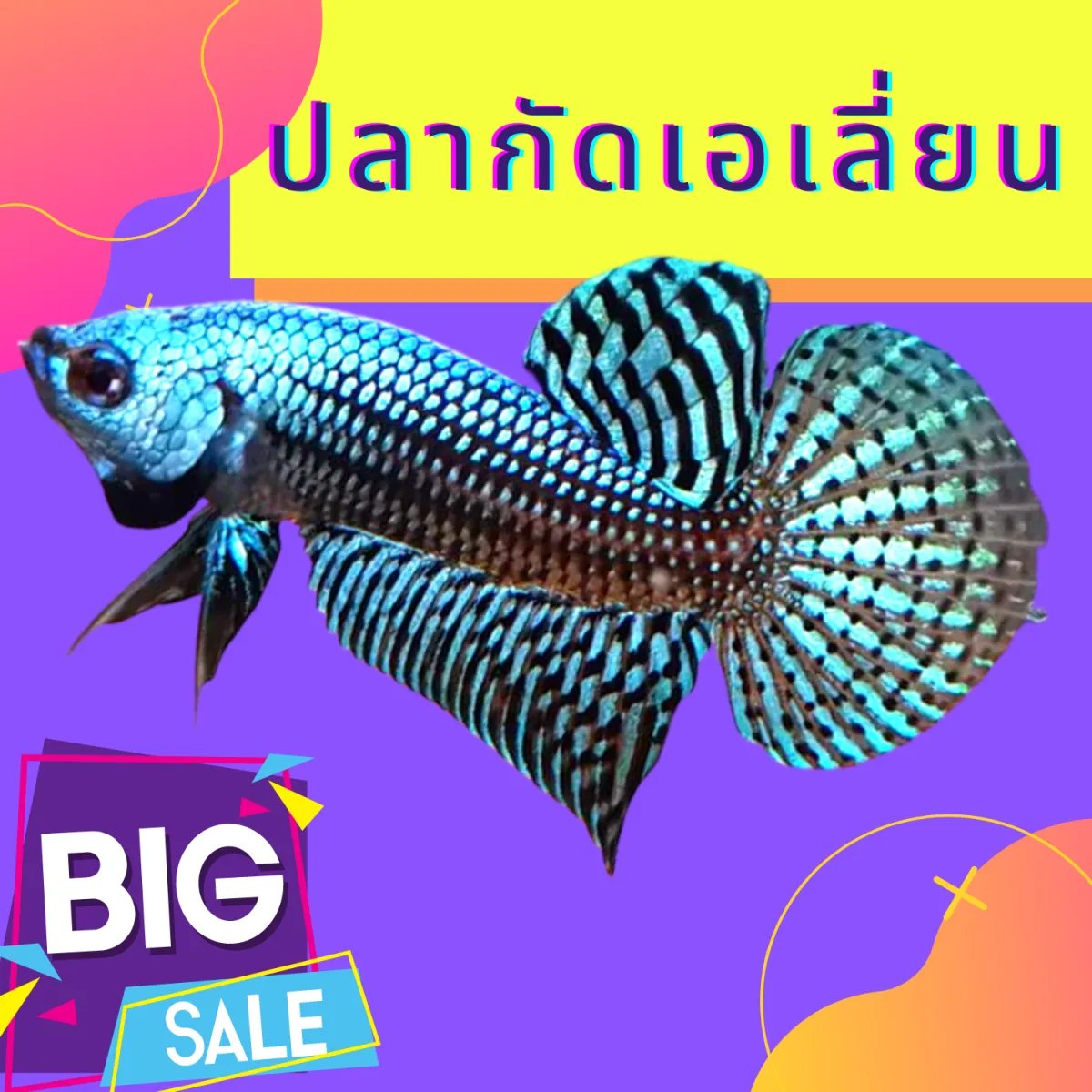 ปลากัดลายไทย มาใหม่ Betta กัดเอเลี่ยน เกรดสวยๆ ชาย 1 ตัว ส่งด่วน  รับประกันสินค้า100% | Lazada.Co.Th