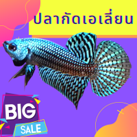 ปลากัดลายไทย มาใหม่ Betta กัดเอเลี่ยน เกรดสวยๆ ชาย 1 ตัว ส่งด่วน รับประกันสินค้า100%