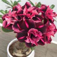 5 เมล็ด เมล็ดพันธุ์ ชวนชม ลูกผสมไฮบริด สายพันธุ์ Vale Das สีม่วง กุหลาบทะเลทราย Desert Rose Adenium seed ราชินีบอนไซ ปลูกง่ายมาก รีบสะสม