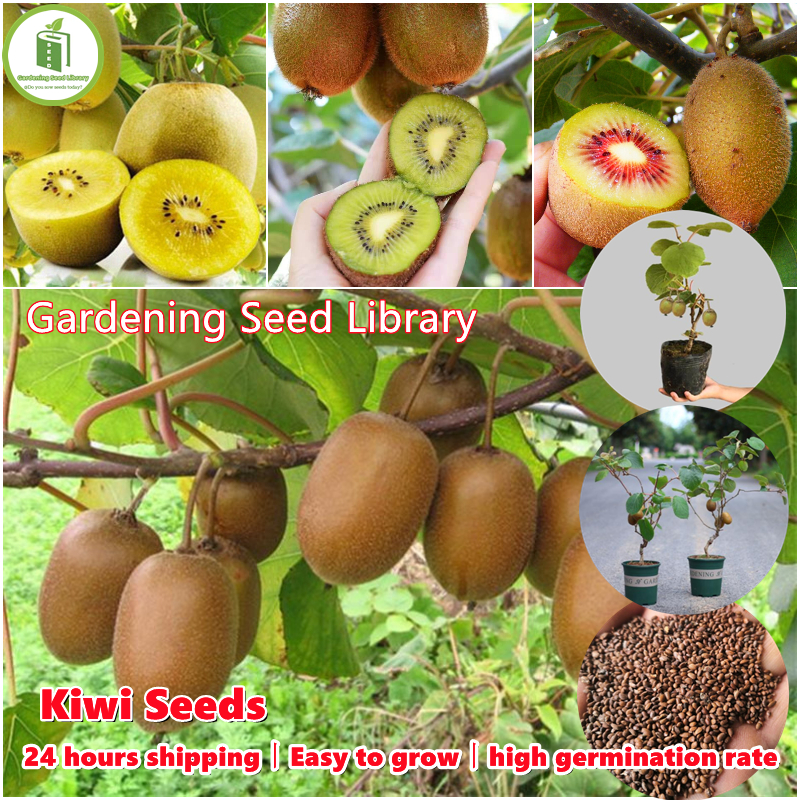 1 Professional Pack Bonsai KIWI FRUIT TREE Seeds Non-gmo Edible Kiwi Berry Actinidia Glaucophylla Land Miracle 500 Seeds/pack 