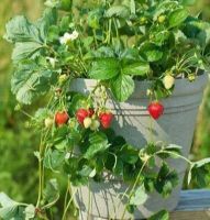 Plant Seeds เมล็ดพันธุ์ Strawberry สายพันธุ์ Seascape 50 เมล็ด Plant Seeds เมล็ดพันธุ์นำเข้าจาก ยุโรป