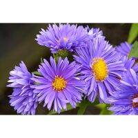 Aster Violet FLOWER Seeds for Planting