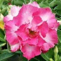 12 เมล็ด เมล็ดพันธุ์ ชวนชม สายพันธุ์ไต้หวัน ดอกสีชมพู Adenium Seed กุหลาบทะเลทราย Desert Rose ราชินีบอนไซ เปอร์เซ็นการงอก  80-90% มีคู่มือปลูก