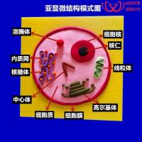 Biological cells model making handmade DIY small animal plant space eukaryotic organelles clay mud materials package