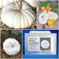 เมล็ดพันธุ์ ฟักทอง โบเออร์ฟอร์ด Flat White Boer Ford Pumpkin Seed 5 เมล็ด คุณภาพดี ราคาถูก ของแท้