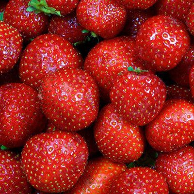20 เมล็ด Fern Strawberry เมล็ดสตอเบอร์รี่ ของแท้ 100% สตรอเบอร์รี่ สตอเบอรี สตอเบอรี่ อัตรางอก 70-80% Strawberry seeds มีคู่มือวิธีปลูก