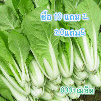 เมล็ดพันธุ์ผัก ผักกาดขาวปลี เมล็ดมัสตาร์ดขาว 800+เมล็ด [10 แถม 2] งอกง่าย โตไว☘️พุ่มใหญ่?ทานอร่อย