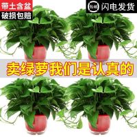 [COD] radish large potted flowers indoor absorbing formaldehyde new house good to grow long vine green basket plants hydroponic