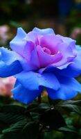 30 เมล็ด เมล็ดพันธุ์ กุหลาบ บลูพิงค์โรส blue pink Rose Seeds ดอกใหญ่ นำเข้าจากต่างประเทศ พร้อมคู่มือ เมล็ดสดใหม่