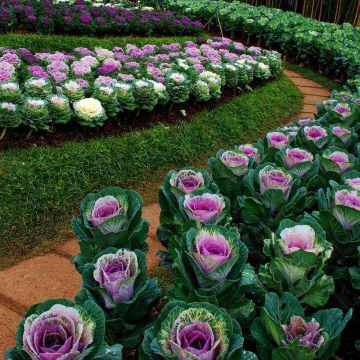 50-เมล็ดพันธุ์-กะหล่ำประดับ-ornamental-cabbage-cabbage-flower-seeds-มีคู่มือพร้อมปลูก-อัตราการงอกสูง-70-80