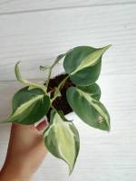 พลูบราซิล 3 สี พลูด่างบราซิล 3 สี philodendron brasil cream splash