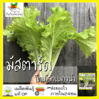 เมล็ดพันธุ์ มัสตาร์ด โตเกียวเบคาน่า 200 เมล็ด Tokyo Bekana Mustard seed เมล็ดพันธุ์แท้ นำเข้าจากต่างประเทศ ปลูกผัก