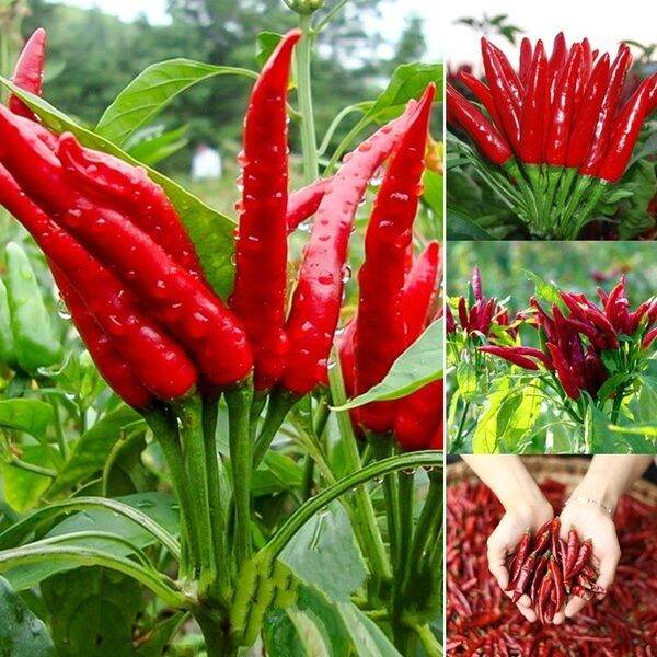 Philippines Ready Stock 200Pcs/bag Giant Spices Spicy Red Chili Hot