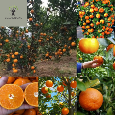 ส้มแมนดารินไร้เมล็ดออสเตรเลีย เนื้อฉ่ำ รสหวาน ให้ผลผลิตสูง ทาบกิ่งสูง 50-70ซม.