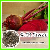 พร้อมส่ง ❗ รหัส 112 เมล็ดพันธุ์ OP แท้   หัวบีช ดีทรอย - Detroit Dark Red Beets ทรงกลม เนื้อสีแดงเข้ม รสหวาน ปลูกง่าย บีทรูท เมล็ดบีท เมล็ดพันธุ์ผัก