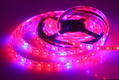 แถบไฟไฟปลูกพืชแบบ Led Smd 5050ระบบไฮโดรโปนิกไฟพืชเติบโต Led แบบไม่มี Ip65waterproof 60ดวง/ม. 4:1กล่องปลูกสเปกตรัมเต็มที่