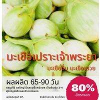 เมล็ดมะเขือเปราะเจ้าพระยา 100 เมล็ด (ซื้อ 10 แถม 1 คละอย่างได้)