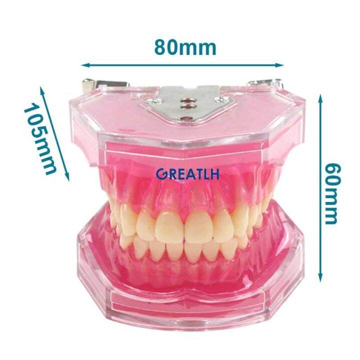 removable-teeth-soft-gum-dental-model-teeth-dental-teaching-study-model-typodont-model-dentist-dentistry-products-dental-gift