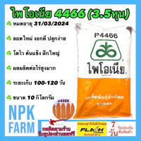 ข้าวโพดเลี้ยงสัตว์ P 4466 เม็ดกลมกลาง 3.5 หุน ขนาด 10 กิโลกรัม ไพโอเนีย ลอตใหม่ หมดอายุ 31/03/2024 ต้นแข็ง ฝักใหญ่ ผลผลิตสูง ระยะเก็บเกี่ยว 100 วัน