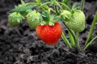 Plant Seeds เมล็ดพันธุ์ Strawberry สายพันธุ์ Guardian 50 เมล็ด Plant Seeds เมล็ดพันธุ์นำเข้าจาก ยุโรป