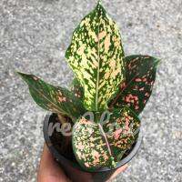 ( Pro+++ ) คุ้มค่า รับเงินรับทอง 2 ไซส์ (Aglaonema sp. ‘Rapngoenrapthong) ล็อตใหม่ ราคาดี พรรณ ไม้ น้ำ พรรณ ไม้ ทุก ชนิด พรรณ ไม้ น้ำ สวยงาม พรรณ ไม้ มงคล