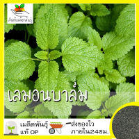 เมล็ดพันธุ์ เลมอนบาล์ม 100 เมล็ด Lemon blam เมล็ดพันธุ์แท้ 100% นำเข้าจากต่างประเทศ ปลูกผัก สวนครัว ถูกดี เพาะง่าย