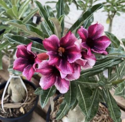 2 เมล็ด เมล็ดพันธุ์ ชวนชม สายพันธุ์ Fleur สีม่วง Bonsai Desert Rose Adenium Seed กุหลาบทะเลทราย ราชินีทะเลทราย บอนไซ มีคู่มือปลูก