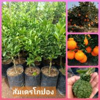 ราคาพิเศษ ต้นส้มเดรโกปอง ส้มญี่ปุ่น หวานจนน้ำตาลเรียกพี่ ต้นเสียบยอดสวยจ้า ส่งไว ต้นไม้ ต้นไม้ประดับ ต้นไม้ฟอกอากาศ ไม้ด่าง