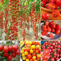 Ready Stock 200pcs/bag Cherry Tomato Seeds - หวาน อร่อย คุณค่าทางโภชนาการที่ดีต่อสุขภาพและสูง เมล็ดพันธุ์ผัก อุปกรการเกษตร ผักสวนครัว ไม้ประดับ พันธุ์ไม้ผล Plants- Vegetable Seeds for Gardening - ปลูกง่าย ปลูกได้ทั่วไทย