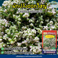 เมล็ดผักปลังดอกใหญ่ Ceylon spinach ตราภูเขาทอง (ดอกใหญ่เน้นเก็บดอก) เมล็ดผักปลัง เมล็ดพันธุ์ผัก เมล็ดผักสวนครัว เมล็ดพันธุ์ผักปลัง