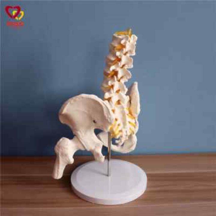 section-5-lumbar-with-pelvic-skeleton-model-human-body-skeleton-model-simulation-bonesetting-assembled-medical-reality-teaching