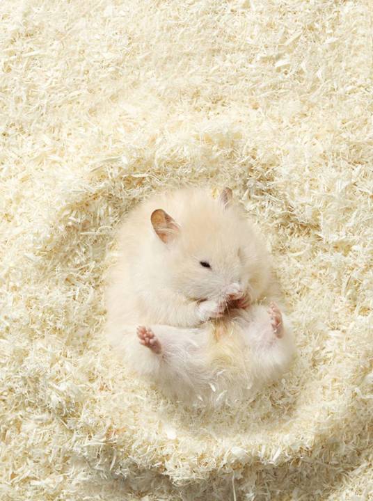 รองกรงหนูแฮมสเตอร์-wildloft-aspen-ทำจากธรรมชาติ-bedding-hamster-ขี้เลื่อยเอสเพน-รองกรงไม้เอสเพน-ขี้เลื่อยหนูแฮมสเตอร์