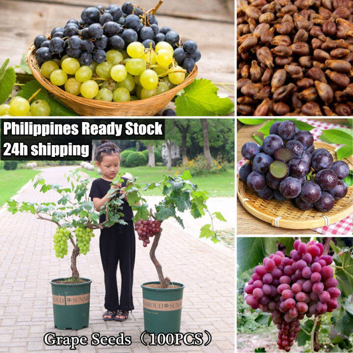 10PCS Sweet Grape Plants for Sale Real Plants Grapes Plant Cuttings