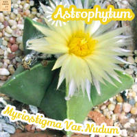 [มายริโอ้ นูดั้ม] Astrophytum Myriostigma Var.Nudum ส่งพร้อมกระถาง แคคตัส Cactus Succulent Haworthia Euphorbia ไม้หายาก พืชอวบน้ำ พืชทะเลทราย พืชทนแล้ง