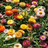 100 เมล็ดพันธุ์ Plant Seeds เมล็ด ดอกกระดาษ ดอกบานไม่รู้โรยฝรั่ง Helichrysum STRAW FLOWER SWISS GIANT Seeds อัตราการงอก 80-85%.