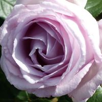 20 เมล็ด กุหลาบ นำเข้า Renaissance Rose Seeds สายพันธุ์ Eleanor ดอกไม้สีม่วง