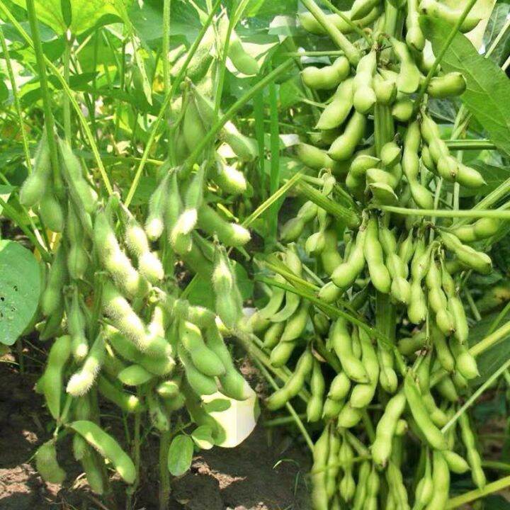 Benih Kacang Bulu Australia / Australia Edamame Seeds / 澳洲毛豆"15pcs Lazada