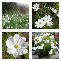 เมล็ดพันธุ์ ดาวกระจาย สีขาว ดอกคอสมอส (White Purity Cosmos Flower Seed) บรรจุ 200 เมล็ด